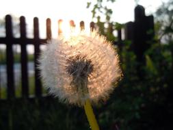 Dandelion