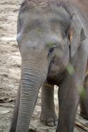 Elephant Baby
