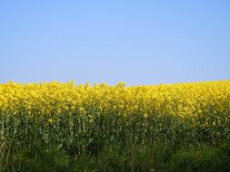 Rape Blossom Field Of Rapeseeds