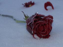 red rose in the snow close-up