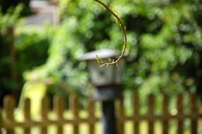 Garden Branch Summer Spider