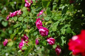 Garden Rose Bush Bloom