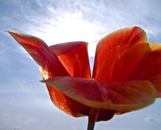 Tulip Red flower and Sky Blue