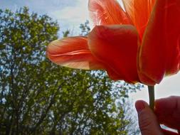 Tulip Hand Red green trees