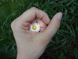 small Daisy Flower in Hand