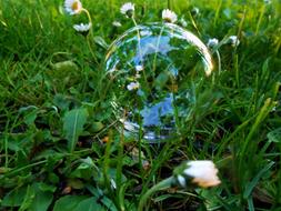 Grass Daisy Daisies