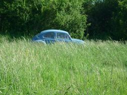 oldtimer Beetle Vw on Grass