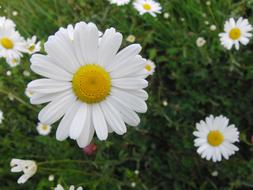Marguerite Flower Yellow white