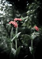 Garden Summer Flowers