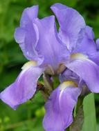 iris, Purple flower at greenery