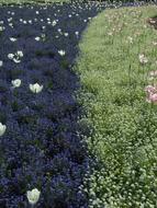 Tulips Flowers Flower Fields