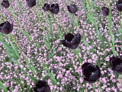 Black Tulips Field Of