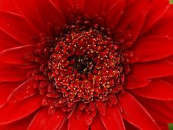 Gerbera, center of Red Flower