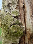 Tree Old Bark
