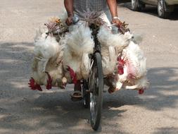 Myanmar Yangon chicken Market