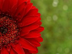 Gerbera Red Flower green background