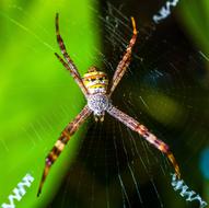 Closeup view of Spider Arachnid on Web