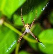 Spider Arachnid Web Close