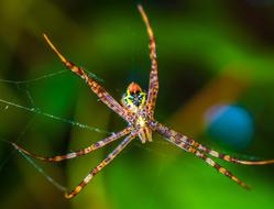 Spider Arachnid Web Close