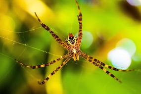 Spider Arachnid Web Close