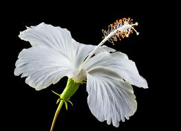Hibiscus, white Blossom at darkness
