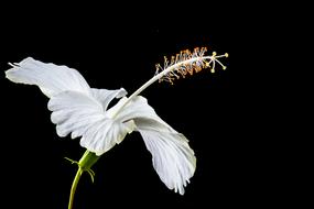 Beautiful, blooming, white and orange hibiscus flower at black background