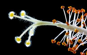 white orange Hibiscus Blossom black background
