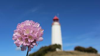 pink flower on blurred lighthouse background