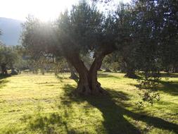 Olive Trees Sun