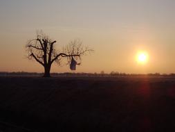 Padan Plain Tree Pollution