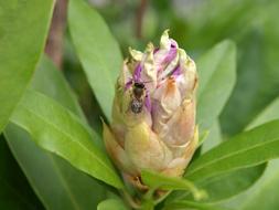 Rhododendron Bud