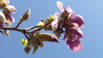 pink Bloom Spring blue sky