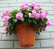 pink Flowers in pot