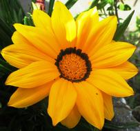 spring Flower yellow Blossom