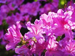 blooming pink rhododendron