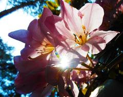 Flower Light sun Pink
