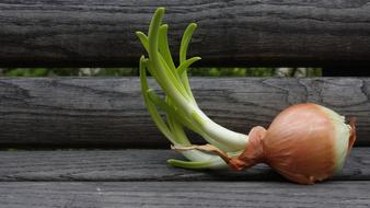 Onion Yellow Bench