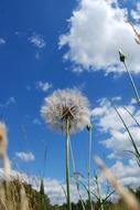 Dandelion Weed Flora at cloudy sky