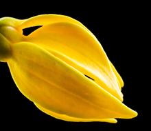 yellow Blossom Bloom