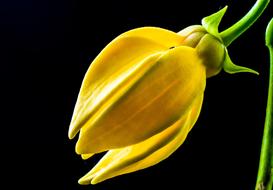 black background Bloom yellow