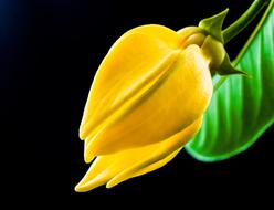 closeup photo of yellow bud of Blossom Bloom