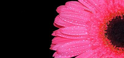 Flower Pink Blossom on a black background