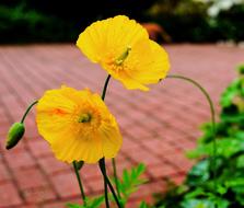 Poppy Flower yellow