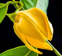 Close-up of the beautiful, blossoming, yellow flower on the stem, with the green leaves, in light, at black background