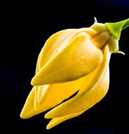 yellow Blossom Bloom bud