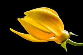 yellow flower on a stem on a black background