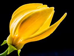 Close-up of the beautiful, blooming, yellow flower on the green stem, at black background