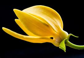 Close-up of the beautiful, blossoming, yellow flower, on the green stem, in light, at black background