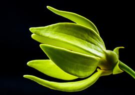 Close-up of the beautiful, blossoming, green flower, on the green stem, in light, at black background