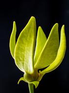 neon green flower at black background